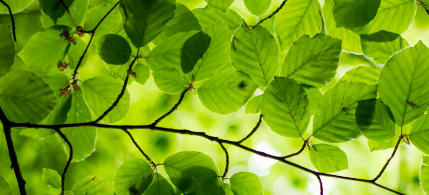 Feuillages d'arbre